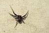 Xysticus sp.